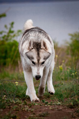 The dog is walking along the grass. Dangerous hunter. Siberian Husky is running.