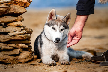 feeding dog. Siberian husky dog