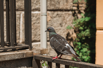 Pigeon sitting on a rail