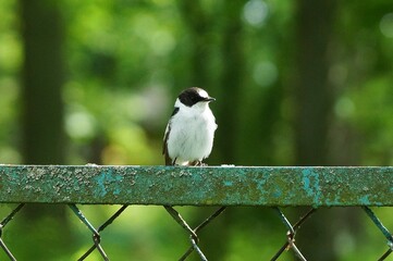 little wild black white bird pied flycatcher sits on a green iron fence in the street