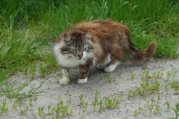 Naklejka na ściany i meble one big spotted fluffy cat stands on gray sand in the green grass outside