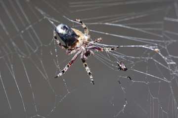 spider on web