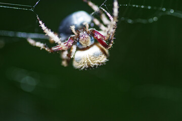 spider on web