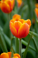Fototapeta premium orange tulip