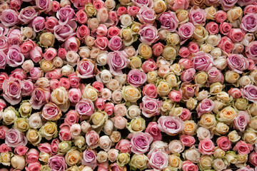 Naklejka premium close up of pink roses