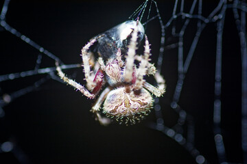 spider on web