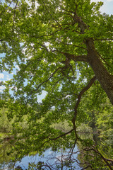 Fototapeta premium Baum am Ufer eines von der Sonne beschienenden Sees.