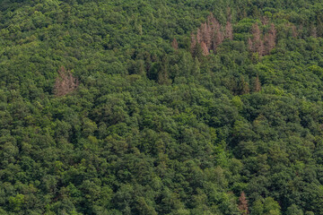 Klimawandel, Waldsterben