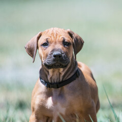 One Rhodesian Ridgeback Puppy 