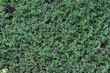 green grass background