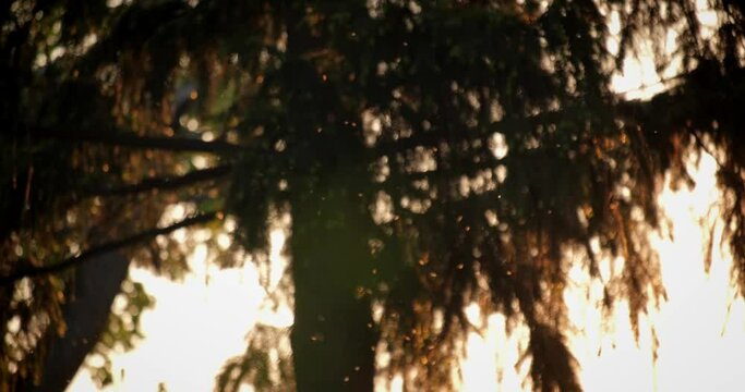 A swarm of mosquitoes. Red sunset on background, 4k