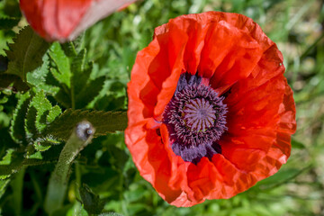 red poppy flower