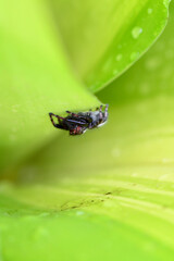 spider on leaf
