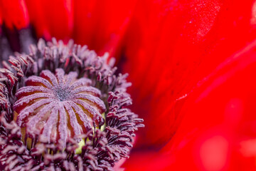 close up of red flower