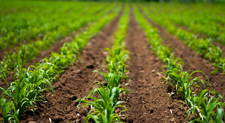 Fototapeta na wymiar green field of corn