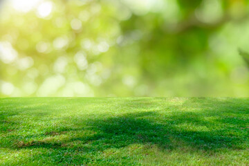 Nature green grass with bokeh background.
