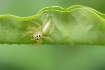 spider on leaf