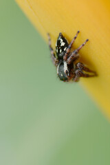 spider on leaf