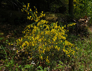 Fototapeta premium Ginster, Genista, im Schwarzwald, Deutschland