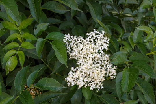 Detalle de las hojas y flores del Saúco negro o común. Sambucus nigra.