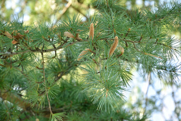 Male flower of the Himalayan cedar - Cedrus deodara.
