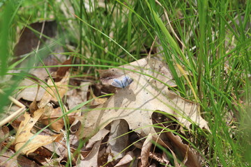 Little Butterfly Shadow
