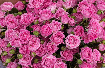 Bouquet of pink roses. Flower background