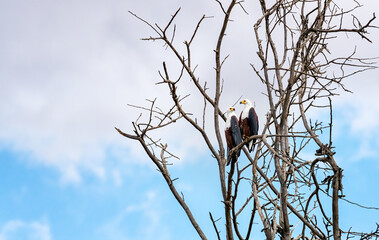 Pair of African fish eagles, haliaeetus vocifer, perched in a dead tre at Lake Naivasha, Kenya