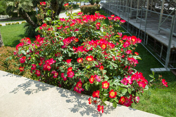 Red, pink and yellow rosa cocktail or Meimick shrub roses . Red rose Cocktail Single-flowered shrub rose .