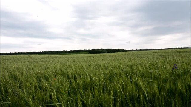 a green wheat field with background chirping birds