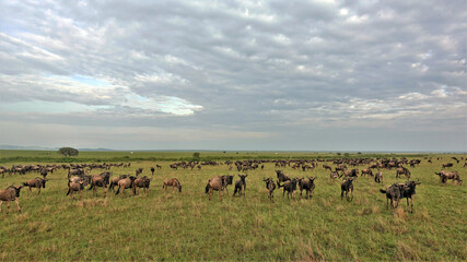 Great animal migration in Masai Mara Park, Kenya. July. A lot of wildebeests have accumulated in the savannah, grazing on the green grass. Endless open spaces under a beautiful cloudy sky.