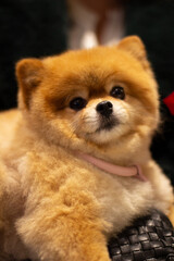Very cute red Pomeranian spitz dog