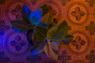 ficus azul y naranja