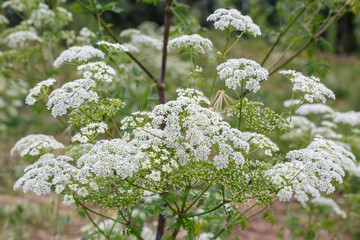 Anthriscus sylvestris. Hierba cicutaria con inflorescencias blancas.