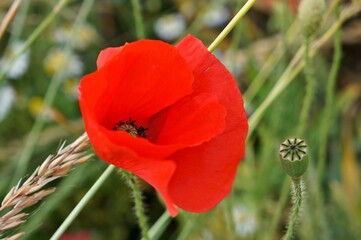 Obraz premium Mak z bliska.