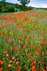 Wildblumenwiese mit Mohnblumen und Kornblumen