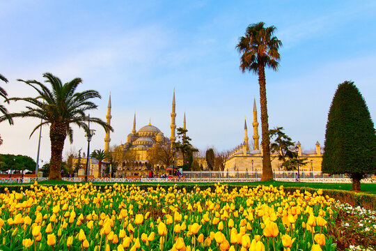 The Blue Mosque, (Sultanahmet Camii) with yellow tulips, Istanbul, Turkey.