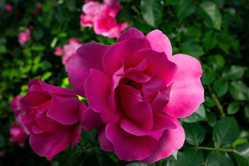 The buds of red roses