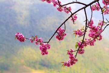 Beautiful pink flowers on Poon Hill tracking road, Nepal