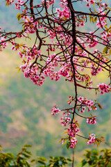 Beautiful pink flowers on Poon Hill tracking road, Nepal