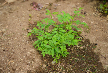 curry leaf