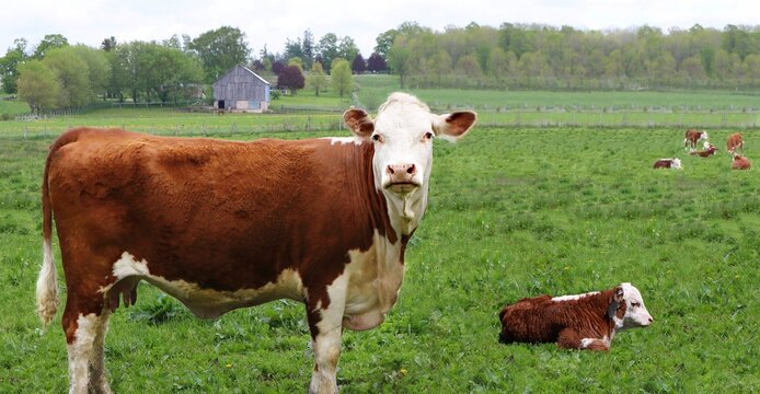 Close-up of Hereford cow standing in the meadow with newborn calf 