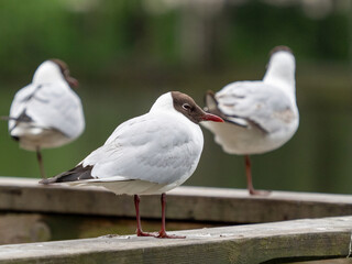 Seagull standing on a handrail by lake