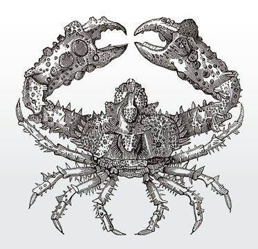 Horrid elbow crab or rubble crab, daldorfia horrida in top view after an antique illustration from the 19th century