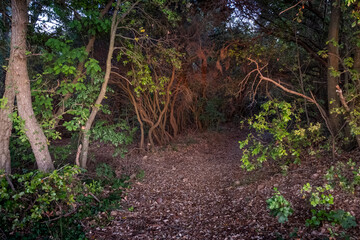 Riparbella, Pisa - Tuscany, Italy