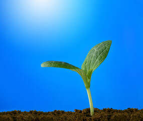 Young sprout reaches out to the sun against the blue sky. Concept of new life