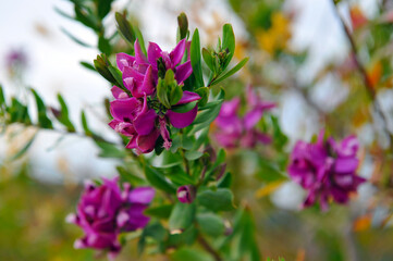 Violet flowers in Italian park