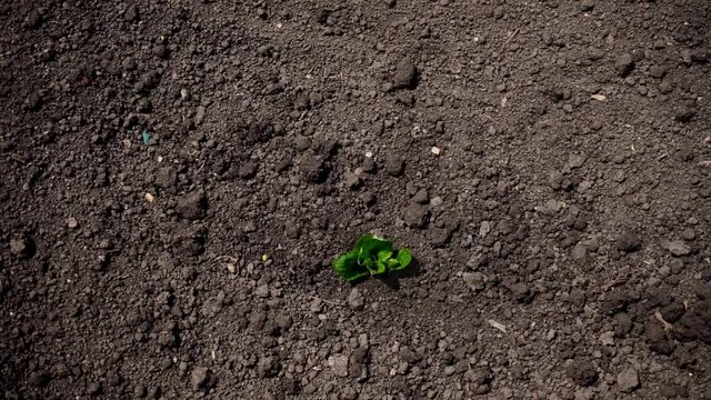 plant growing concept, mint grow from the soil 