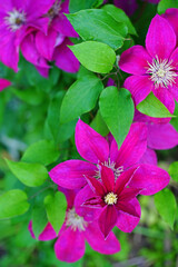 Dark purple single clematis flower on the vine