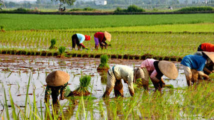 Indonesia Farmers grow rice in the rainy season. They were soaked with water and mud to be prepared for planting. © onyengradar